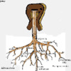 The Roots of Rock Show