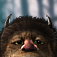 Wild Things