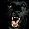 Cougar Sounds