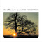 The Sunset Tree