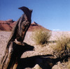 War Bird