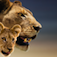 The Last Lions