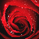I Love You: a pledge of True Love