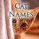 Cat Names: Cute Kitten Names for your Pet Cat
