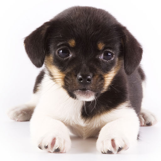 talking dogs talking quotes quotesgram talking dogs talking quotes quotesgram