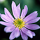 Beautiful Flowers