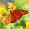 How to Attract Butterflies to Your Garden!