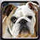 Icon Dogs