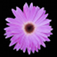 Flowers Slide Show