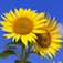 Image Converter