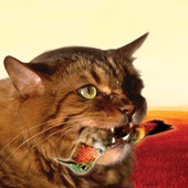 The Meowstro Sings - Guster's Keep It Together, Guster