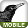 Mobile Design and Development