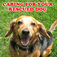 Caring For Your Rescued Dog
