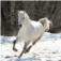 Horse Wallpaper