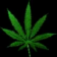 Icon CHRONIC-les