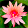 Flower Pedia - garden plants, blooms and wild flowers with wallpapers