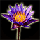 Icon Flower of the Day: Photos updated daily