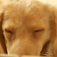  iDogAge 