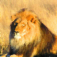 African-Safari Wildlife Guide