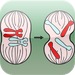 Biology: Reproduction