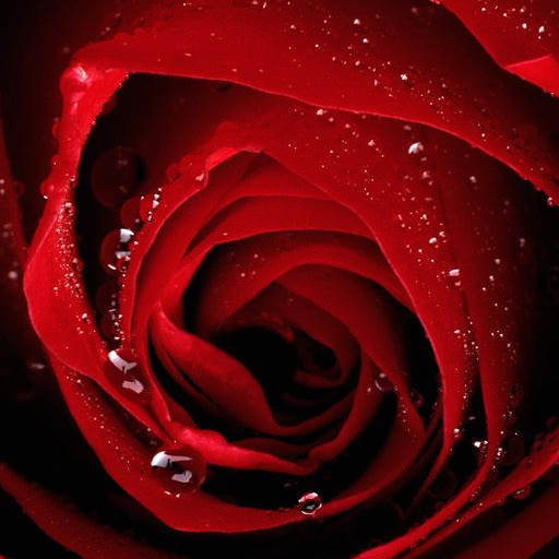 I Love You: a pledge of True Love