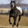 BEAUTIFUL HORSES Vol 1 – Collection of Horse Breeds