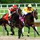 World Horse Racing