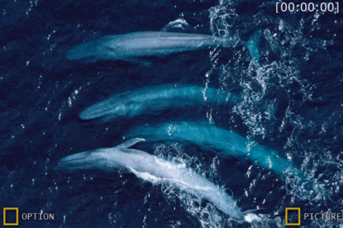 National Geographic's Kingdom of the Blue Whale Lite free app screenshot 3