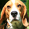 A Dog's Tale