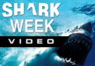 Shark Week