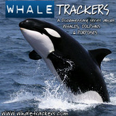 Los Delfines que Desaparecen