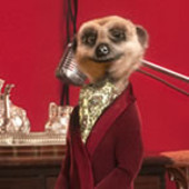 cover art for Aleksandr Orlov launches new monthly Meerchat show