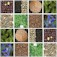 Herbs & Spices in Traditional Chinese