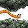 Space Wormy